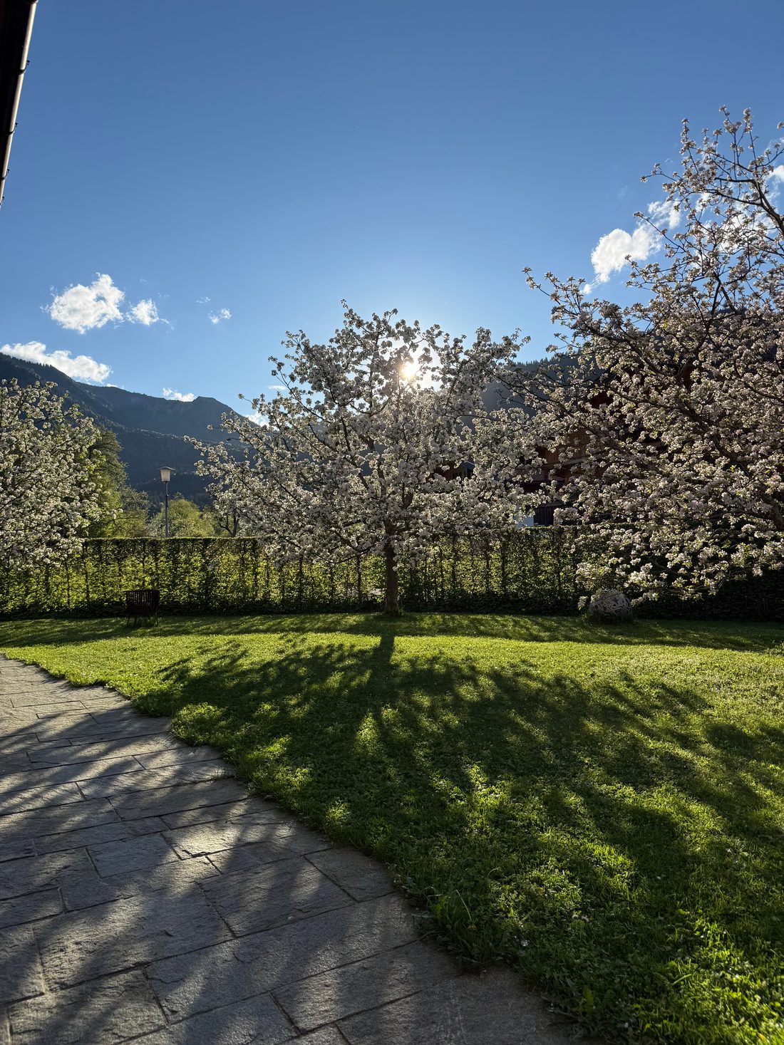 Plattenweg durch den Garten zu einem blühenden Apfelbaum