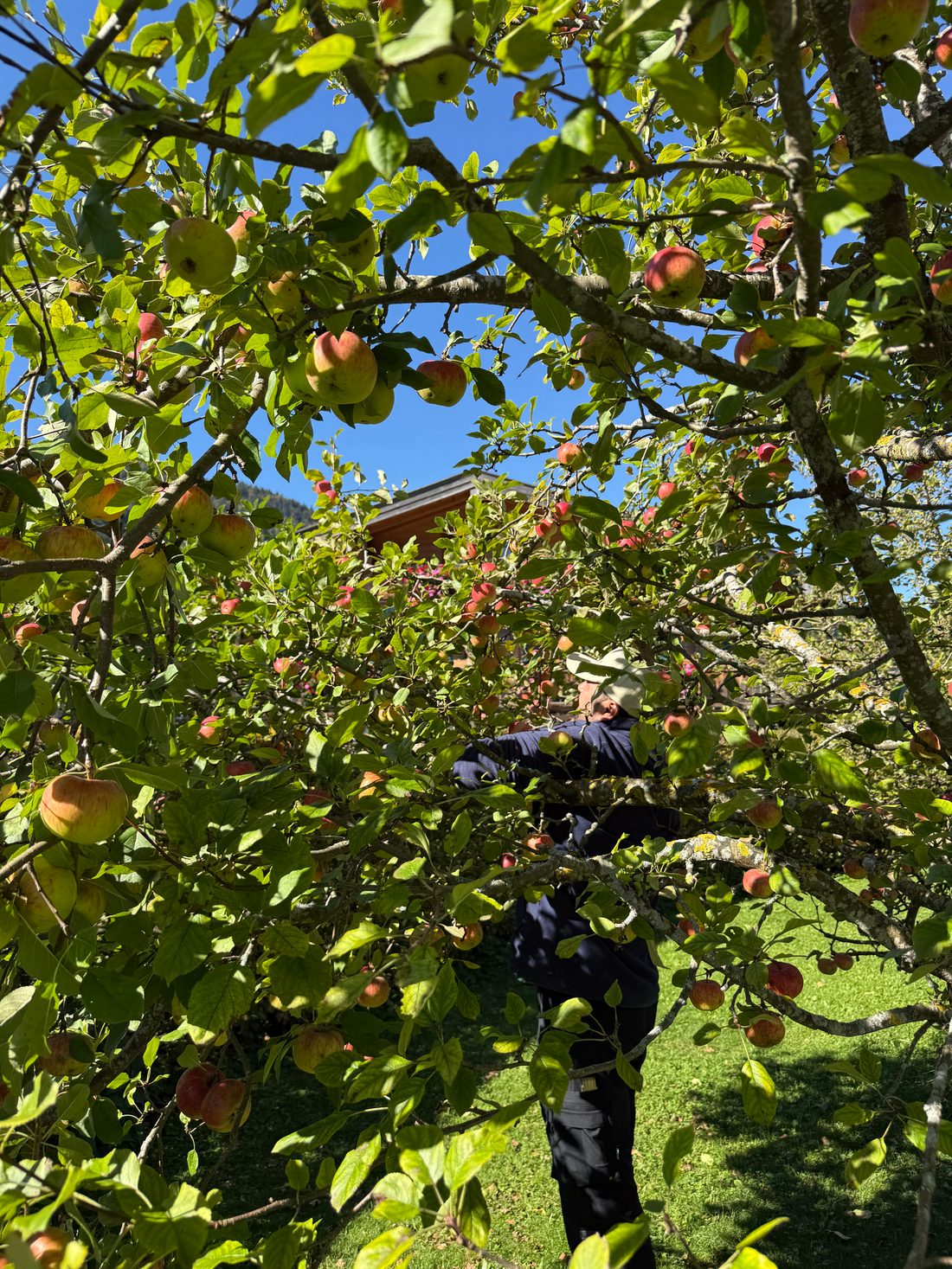 Apfelbaum voller reifer Äpfel
