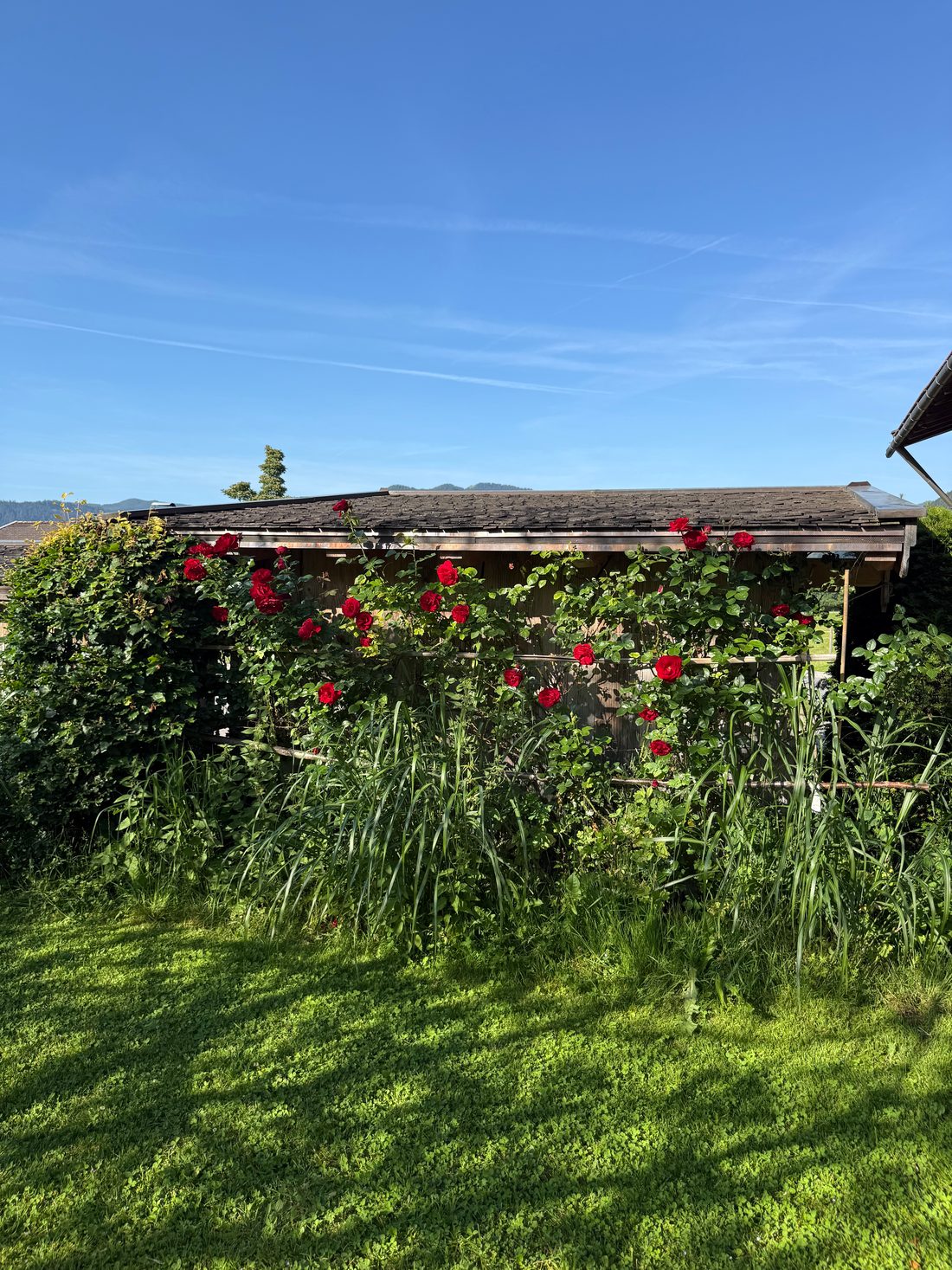 Rote Rosen an einer Holzhütte