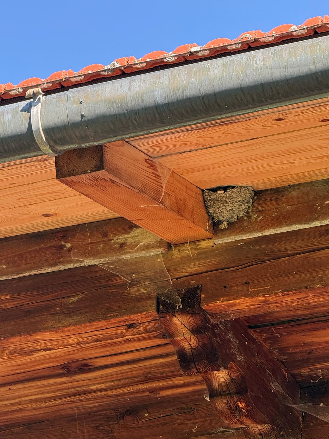 Schwalbennest an einem Balken unter dem Vordach