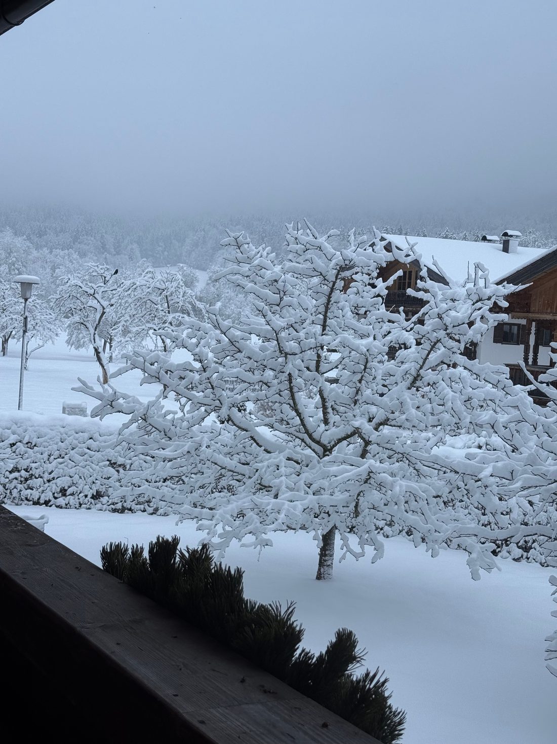 Verschneiter Obstbaum, gesehen vom Balkon