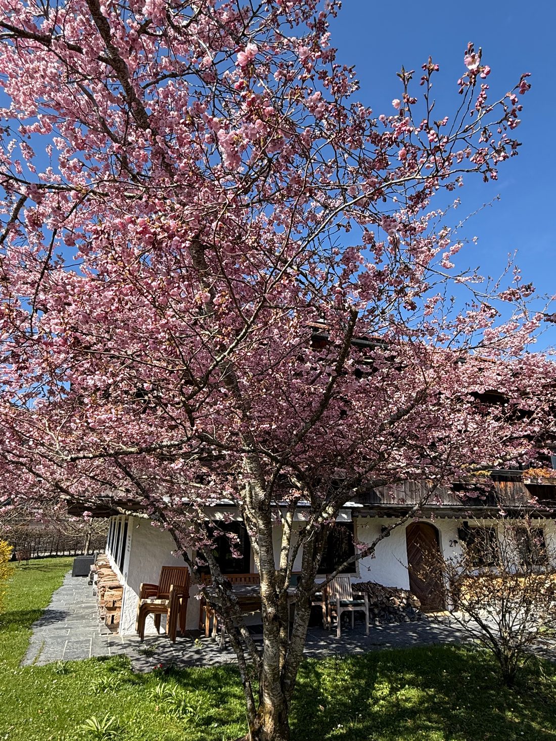 Rosa blühende Zierkirsche vor dem Freisitz