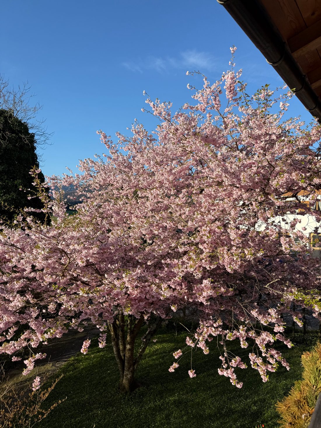 Zierkirsche mit dichten rosa Blüten vor blauem Himmel